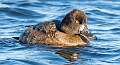 66: Duck - Greater Scaup-2