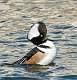 76: Duck - Merganser - Hooded-3