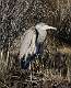 191: Heron - Grerat blue