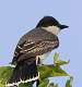 227: Kingbird - Eastern