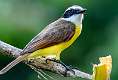 231: Kiskadee-3