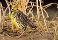 242: Meadowlark - Eastern-1