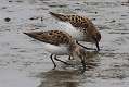 301: Sandpiper - Semipalmated