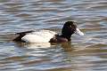 305: Scaup - Lesser