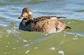 309: Scoter-White-winged-1