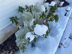 35: BerniceBailine_2025-68