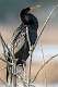 1: Anhinga-1