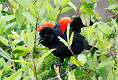 3: Blackbird - Red-winged M1