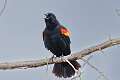 4: Blackbird - Red-winged M2