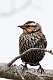 5: Blackbird - Red-winged M3 female