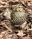 6: Blackbird - Red-winged-1