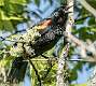7: Blackbird - Red-winged-2