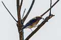 8: Bluebird - Eastern M1
