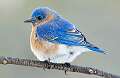 9: Bluebird - Eastern-1