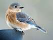 10: Bluebird - Eastern-2