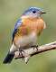11: Bluebird - Eastern-3