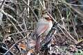 20: Cardinal - Northern M1 female