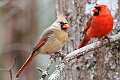 21: Cardinal - Northern M2 Pair