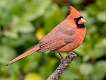 24: Cardinal - Northern-2