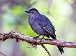 26: Catbird - Gray M1