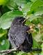 48: Catbird - Gray M2 Juvenile