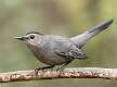 27: Catbird - Gray-1
