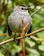 28: Catbird - Gray-2