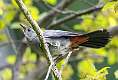 29: Catbird - Gray-3