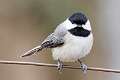 30: Chicadee - Carolina - M1
