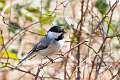 31: Chickadee - Black-capped M1