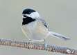 32: Chickadee - Black-capped-1
