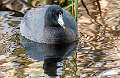 37: Coot - American-1