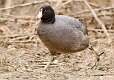 38: Coot - American-2
