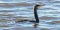 40: Cormorant - Double-creasted-1