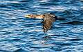 41: Cormorant - Double-creasted-2