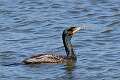 43: Cormorant - Double-crested M2