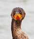 71: Cormorant - Double-crested M3