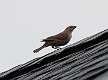 44: Cowbird - Brown-headed M1 Female
