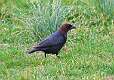 45: Cowbird - Brown-headed M2 male