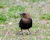 75: Cowbird - Brown-headed M3