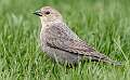 47: Cowbird - Brown-headed-1