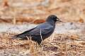 48: Crow - American M1