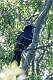 51: Crow - Fish M2