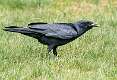 52: Crow - Fish-1