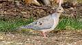 54: Dove - Mourning-1