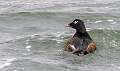 232: Duck – White-winged Scoter-2