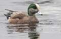 58: Duck - American Widgeon-1