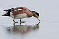 59: Duck - American Wigeon M1 male