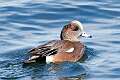 60: Duck - American Wigeon M2 male unusual color