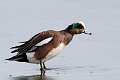 95: Duck - American Wigeon M4 male